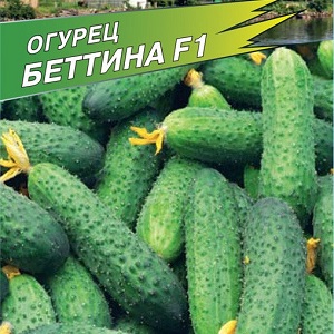 An early ripe hybrid of Bettina cucumbers for greenhouses, open ground and growing on a windowsill