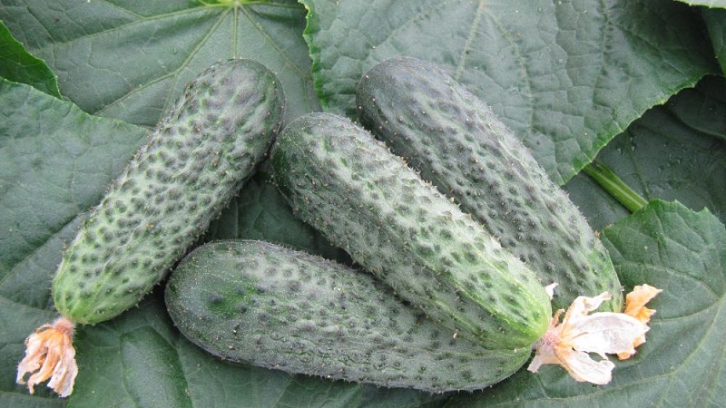 An early ripe hybrid of Bettina cucumbers for greenhouses, open ground and growing on a windowsill