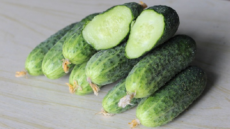 An early ripe hybrid of Bettina cucumbers for greenhouses, open ground and growing on a windowsill