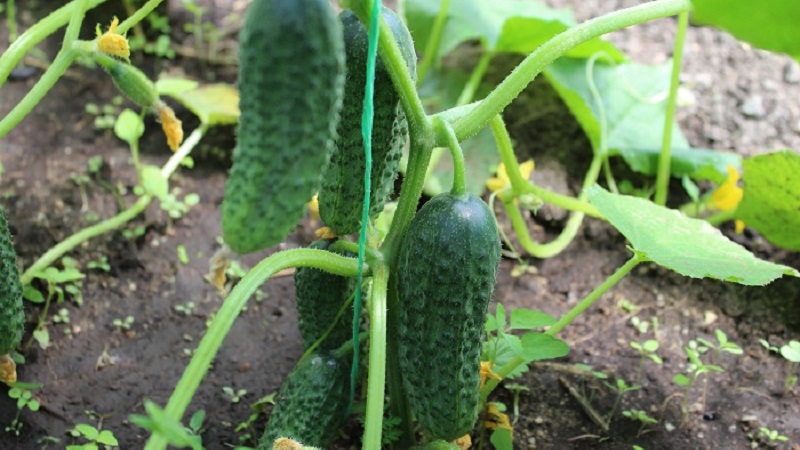 An early ripe hybrid of Bettina cucumbers for greenhouses, open ground and growing on a windowsill