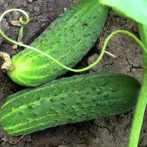 An early ripe hybrid of Bettina cucumbers for greenhouses, open ground and growing on a windowsill