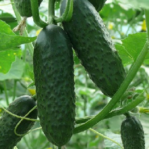 An early ripe hybrid of Bettina cucumbers for greenhouses, open ground and growing on a windowsill