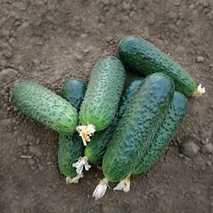 An early ripe hybrid of Bettina cucumbers for greenhouses, open ground and growing on a windowsill