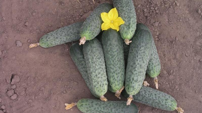 An early ripe hybrid of Bettina cucumbers for greenhouses, open ground and growing on a windowsill