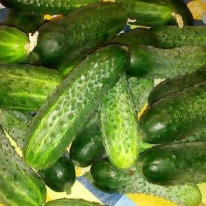 What are good and how to properly grow red mullet cucumbers for delicious preparations for the winter