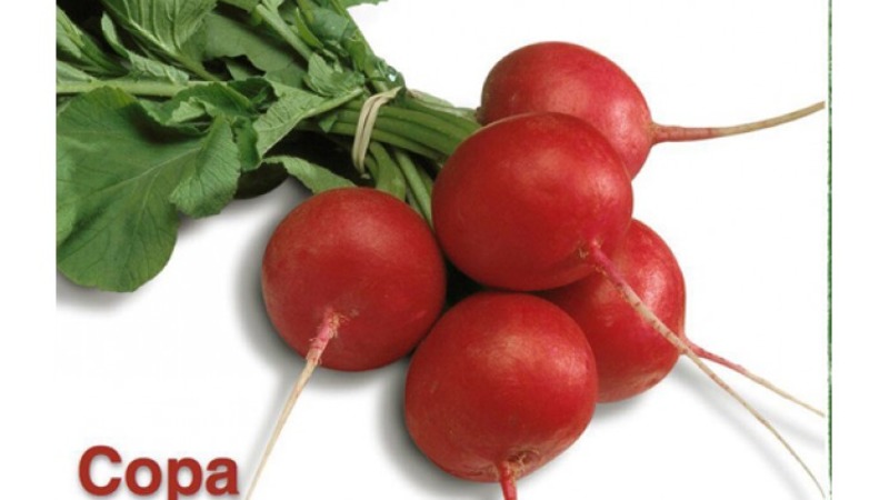 Early ripening and very popular among summer residents Sora radish