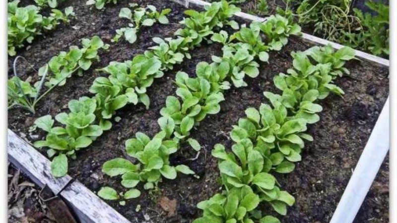 Early ripening and very popular among summer residents Sora radish
