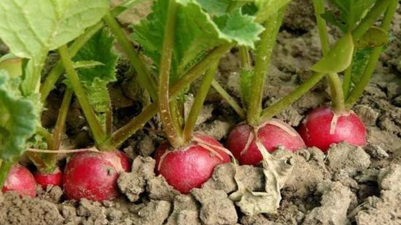 Early ripening and very popular among summer residents Sora radish