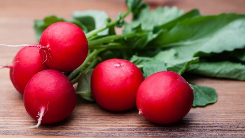 Early ripening and very popular among summer residents Sora radish