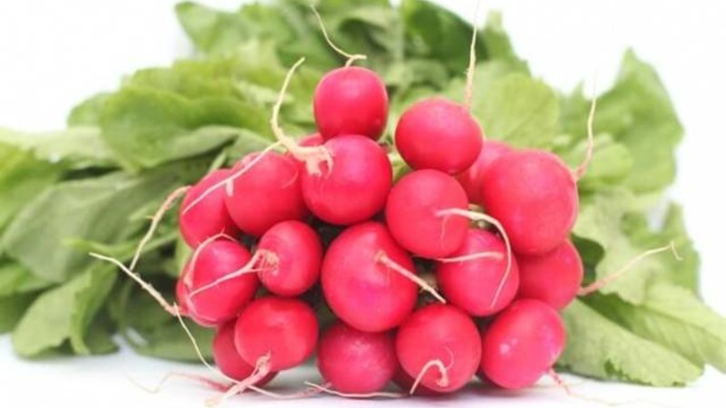 Early ripening and very popular among summer residents Sora radish