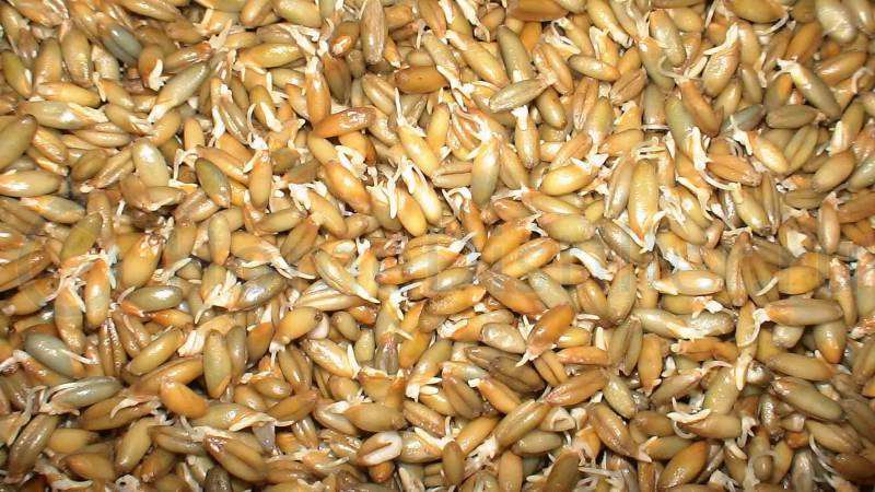 Simple barley moonshine recipes