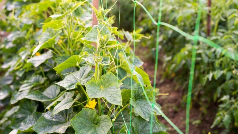 How to care for Chinese miracle cucumbers to get a great harvest?