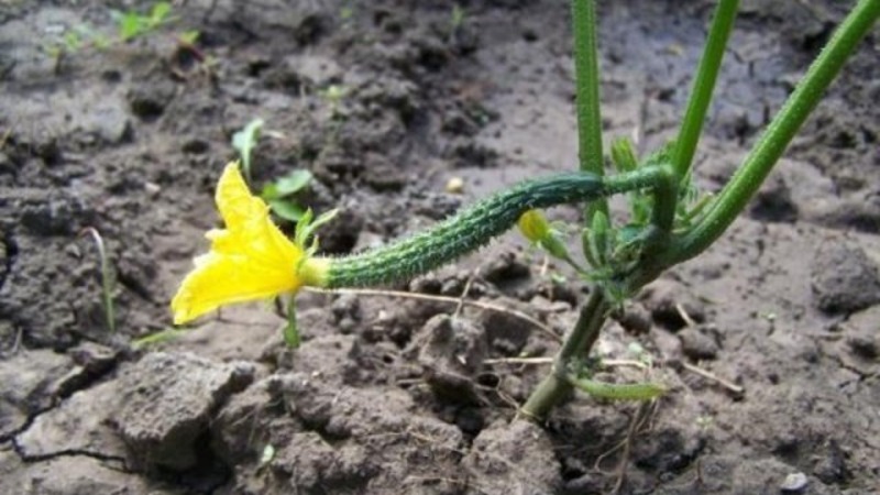 How to care for Chinese miracle cucumbers to get a great harvest?