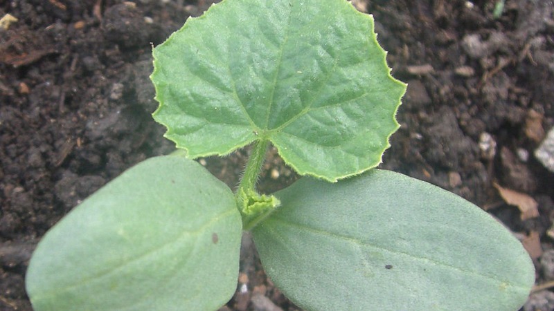 How to care for Chinese miracle cucumbers to get a great harvest?