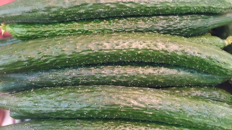 How to care for Chinese miracle cucumbers to get a great harvest?