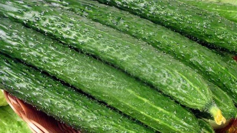 How to care for Chinese miracle cucumbers to get a great harvest?