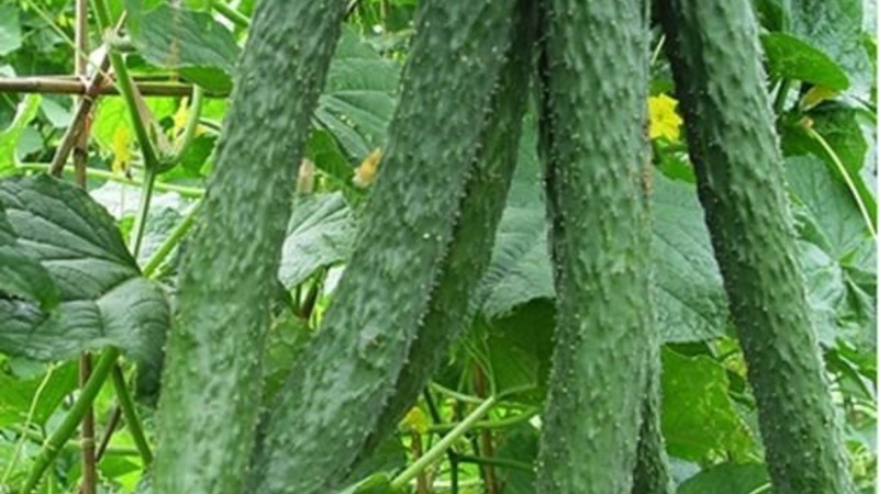 How to care for Chinese miracle cucumbers to get a great harvest?