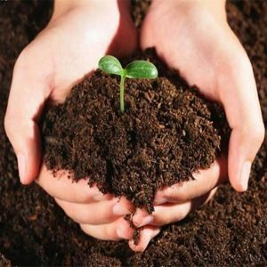 How, when and how to feed a pumpkin during flowering and fruiting: advice from gardeners and common mistakes