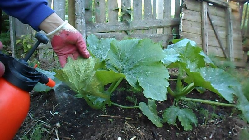 How, when and how to feed a pumpkin during flowering and fruiting: advice from gardeners and common mistakes