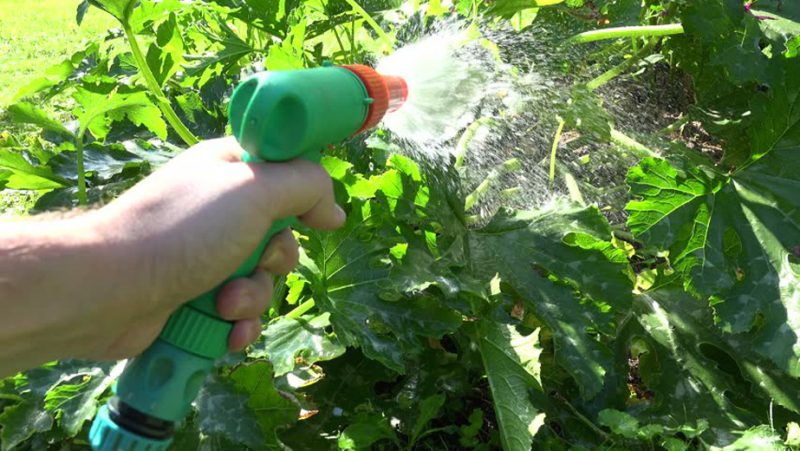 How, when and how to feed a pumpkin during flowering and fruiting: advice from gardeners and common mistakes