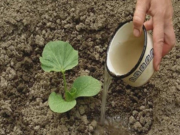How, when and how to feed a pumpkin during flowering and fruiting: advice from gardeners and common mistakes