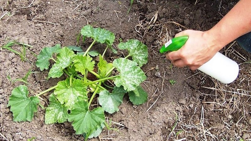 How, when and how to feed a pumpkin during flowering and fruiting: advice from gardeners and common mistakes