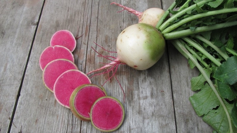 Unusual-looking and pleasant-tasting watermelon radish: what is good and how to grow