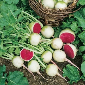 Unusual-looking and pleasant-tasting watermelon radish: what is good and how to grow