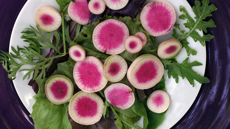 Unusual-looking and pleasant-tasting watermelon radish: what is good and how to grow