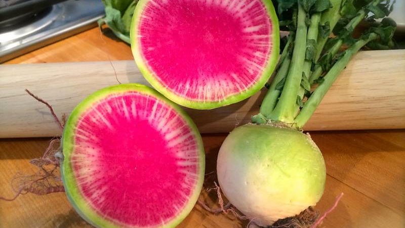 Unusual-looking and pleasant-tasting watermelon radish: what is good and how to grow