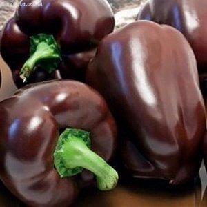 A selection of the best varieties of sweet peppers with a description