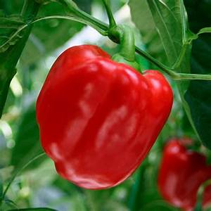 A selection of the best varieties of sweet peppers with a description