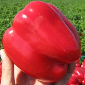 A selection of the best varieties of sweet peppers with a description