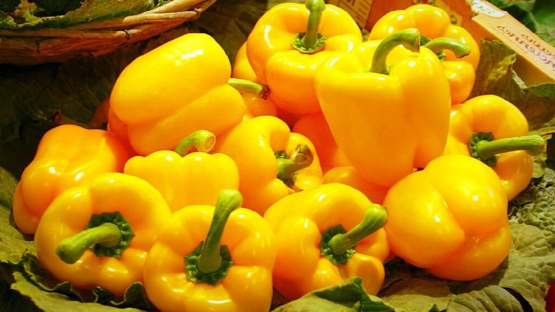A selection of the best varieties of sweet peppers with a description