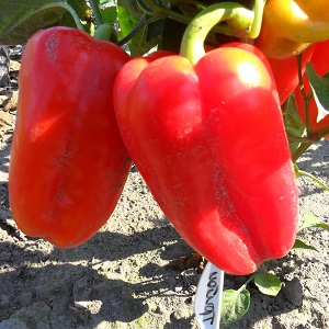 A selection of the best varieties of sweet peppers with a description
