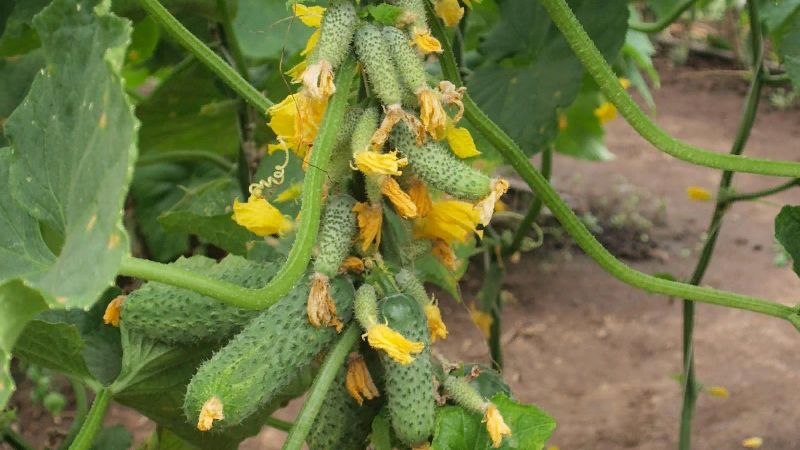 Domestic hybrid of cucumbers Garland, which will delight you with a rich harvest