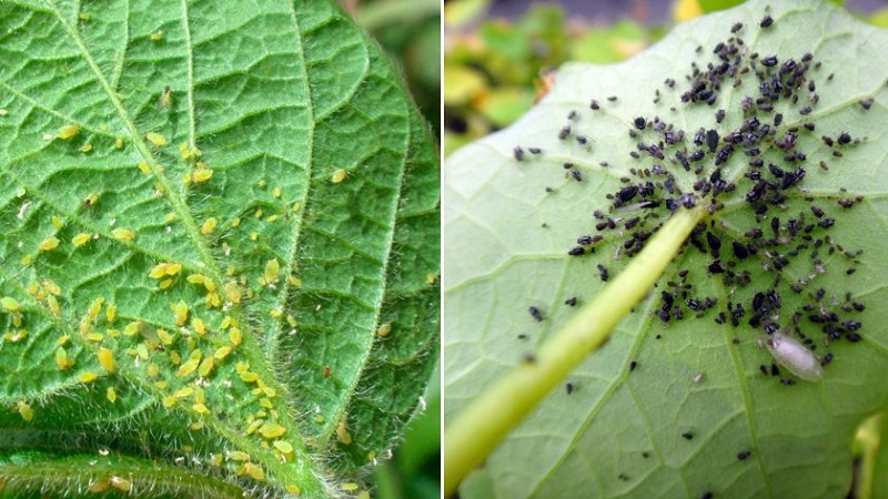 How to deal with aphids on cucumbers from the bottom of the leaves: the most effective measures to save the harvest
