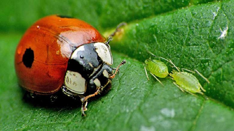 How to deal with aphids on cucumbers from the bottom of the leaves: the most effective measures to save the harvest