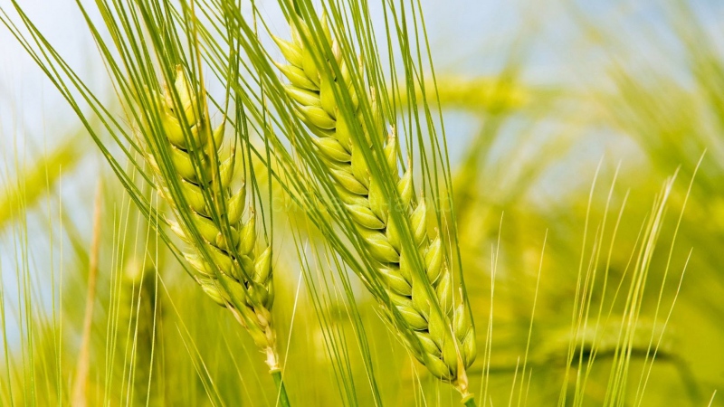 Is gluten so scary and is it in rye?