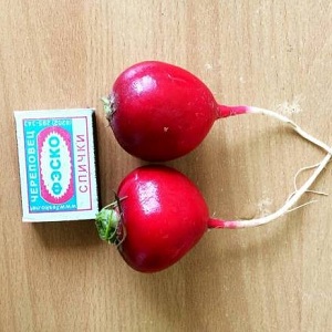 A productive and not picky in care variety of Duro radish