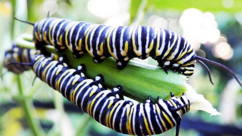 How to get rid of dill caterpillars: the most effective pest control methods