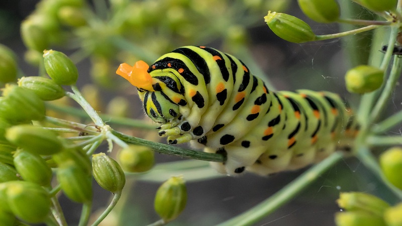 How to get rid of dill caterpillars: the most effective pest control methods