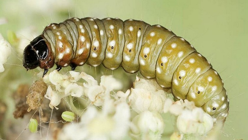 How to get rid of dill caterpillars: the most effective pest control methods