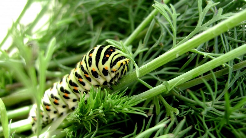 How to get rid of dill caterpillars: the most effective pest control methods
