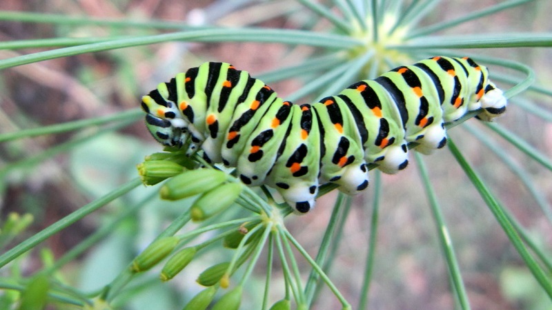 How to get rid of dill caterpillars: the most effective pest control methods