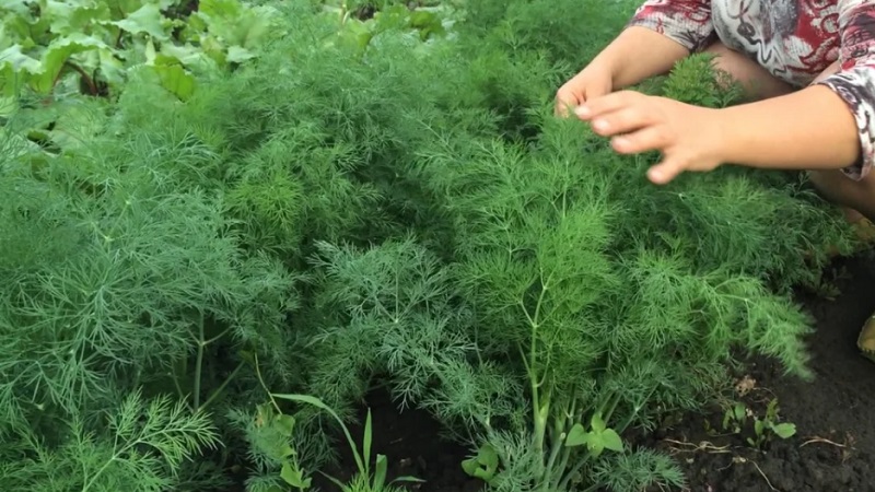 How to get rid of dill caterpillars: the most effective pest control methods