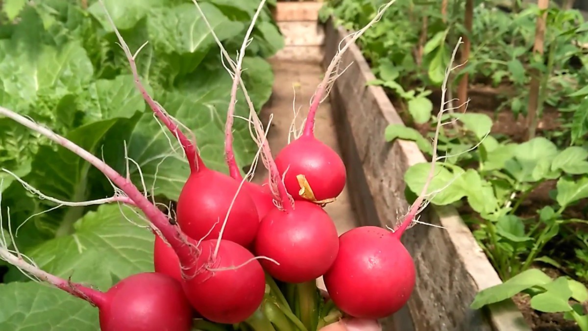 What is good cherry radish hybrid and why it is worth growing