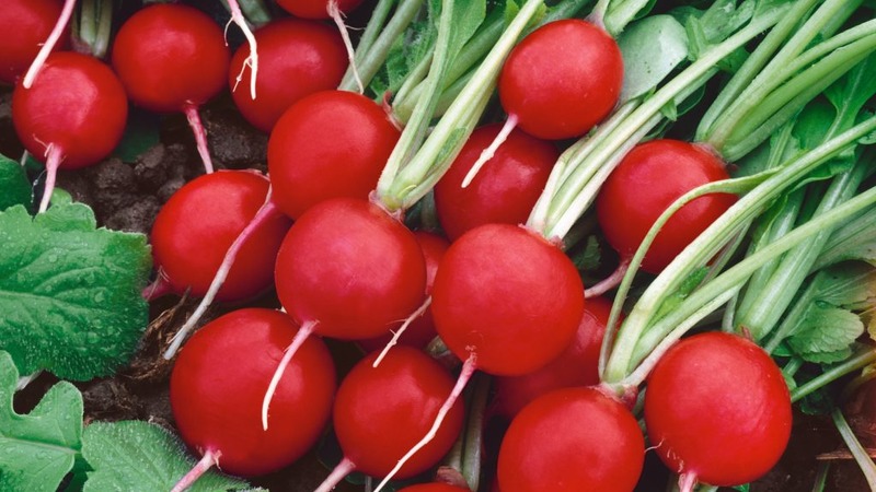 What is good cherry radish hybrid and why it is worth growing