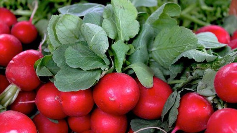 What is good cherry radish hybrid and why it is worth growing