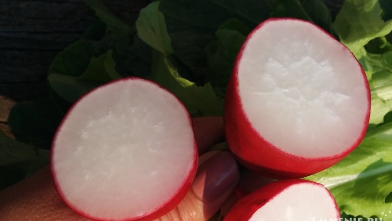 What is good cherry radish hybrid and why it is worth growing